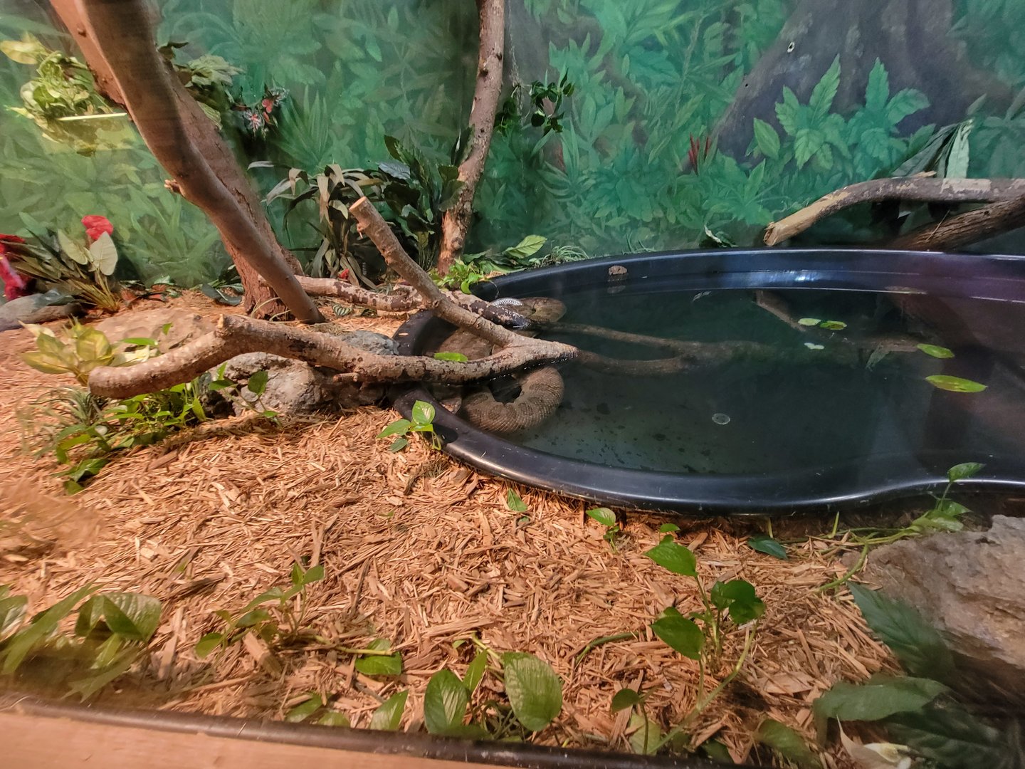 Franklin Park 7/22 - Tropical Forest, green anaconda