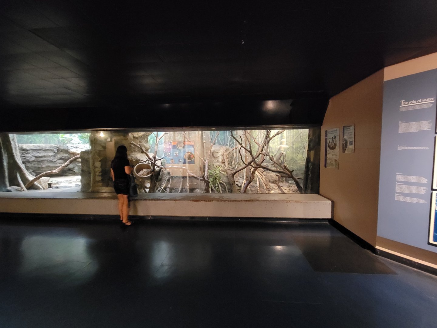 Franklin Park 7/22 - Tropical Forest, Linneaus's sloth, cotton-top tamarin