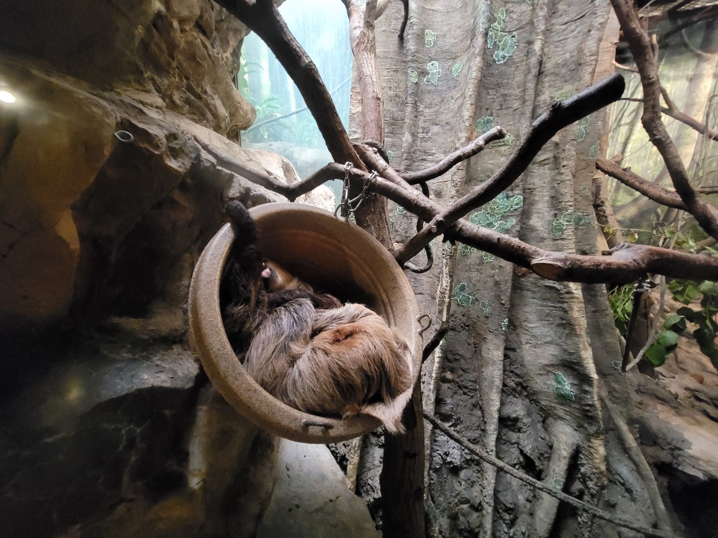 Franklin Park 7/22 - Tropical Forest, Linneaus's sloth, cotton-top tamarin