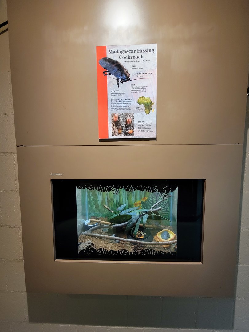 Franklin Park 7/22 - Tropical Forest, Madagascar hissing cockroaches