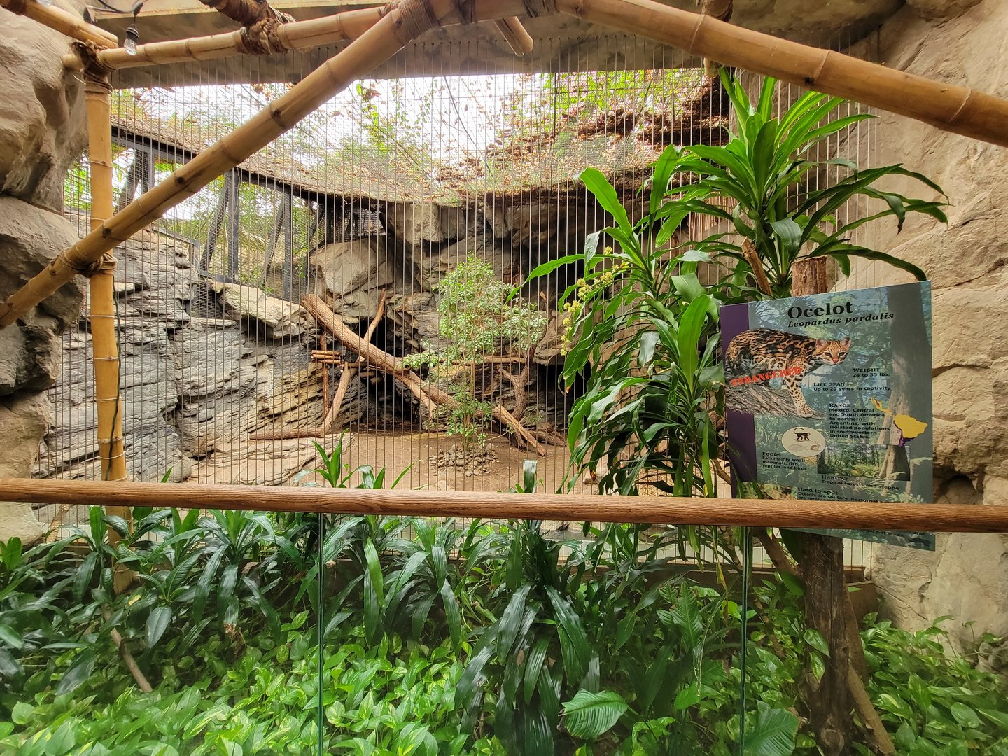 Franklin Park 7/22 - Tropical Forest, ocelot