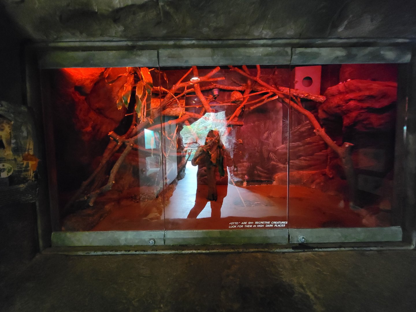 Franklin Park 7/22 - Tropical Forest, Potto