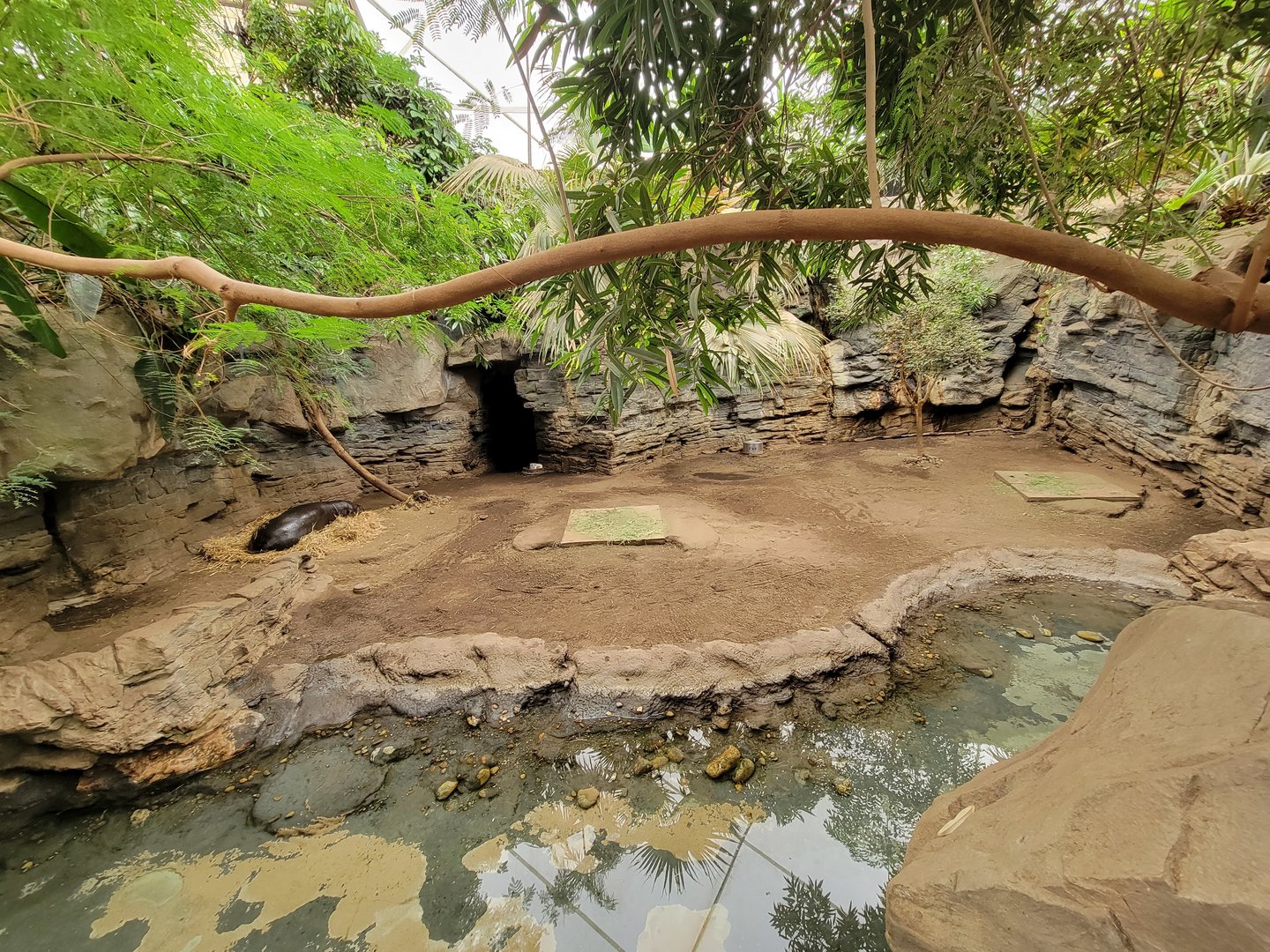 Franklin Park 7/22 - Tropical Forest, pygmy hippo