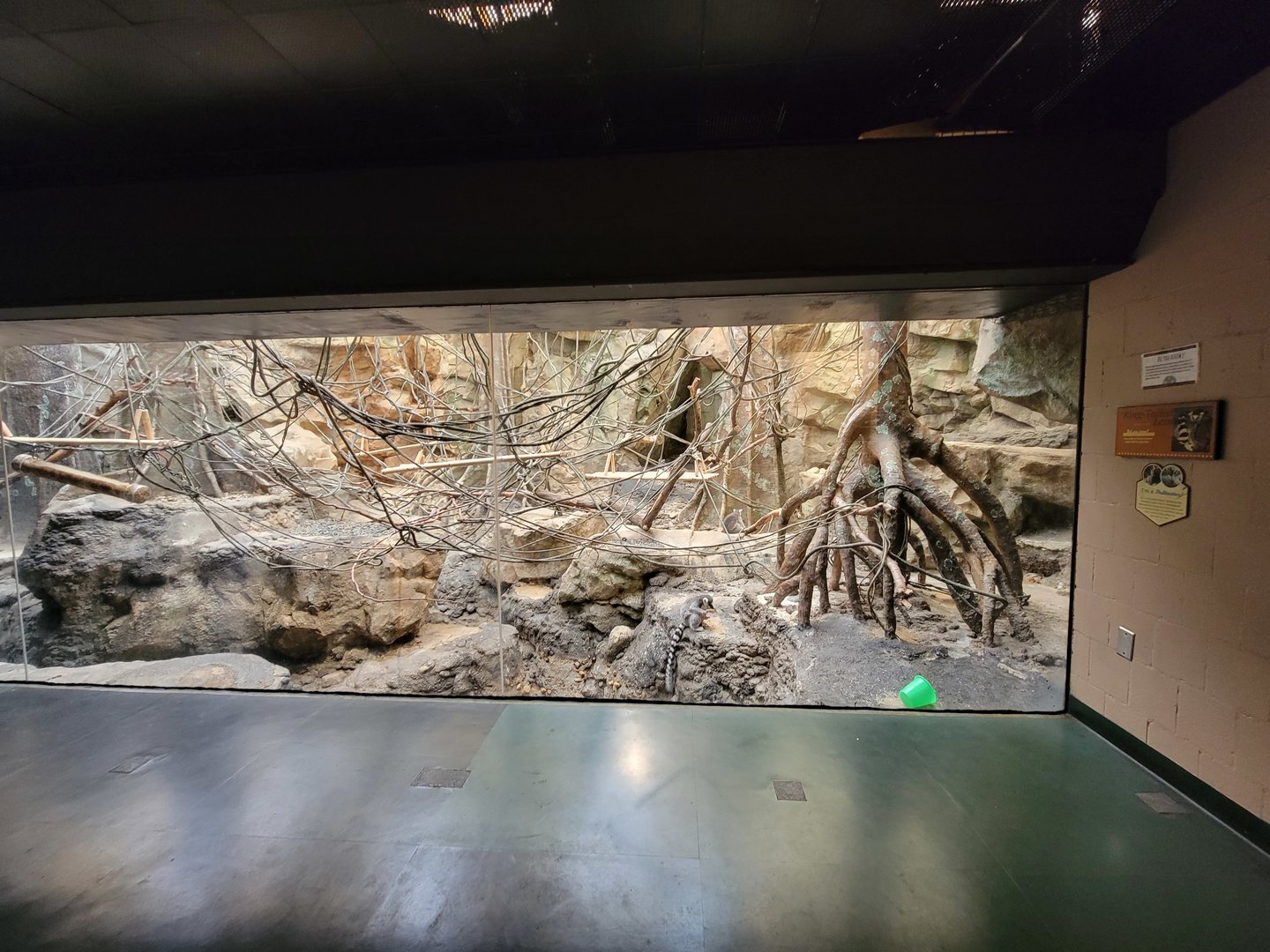 Franklin Park 7/22 - Tropical Forest, ring-tailed lemurs