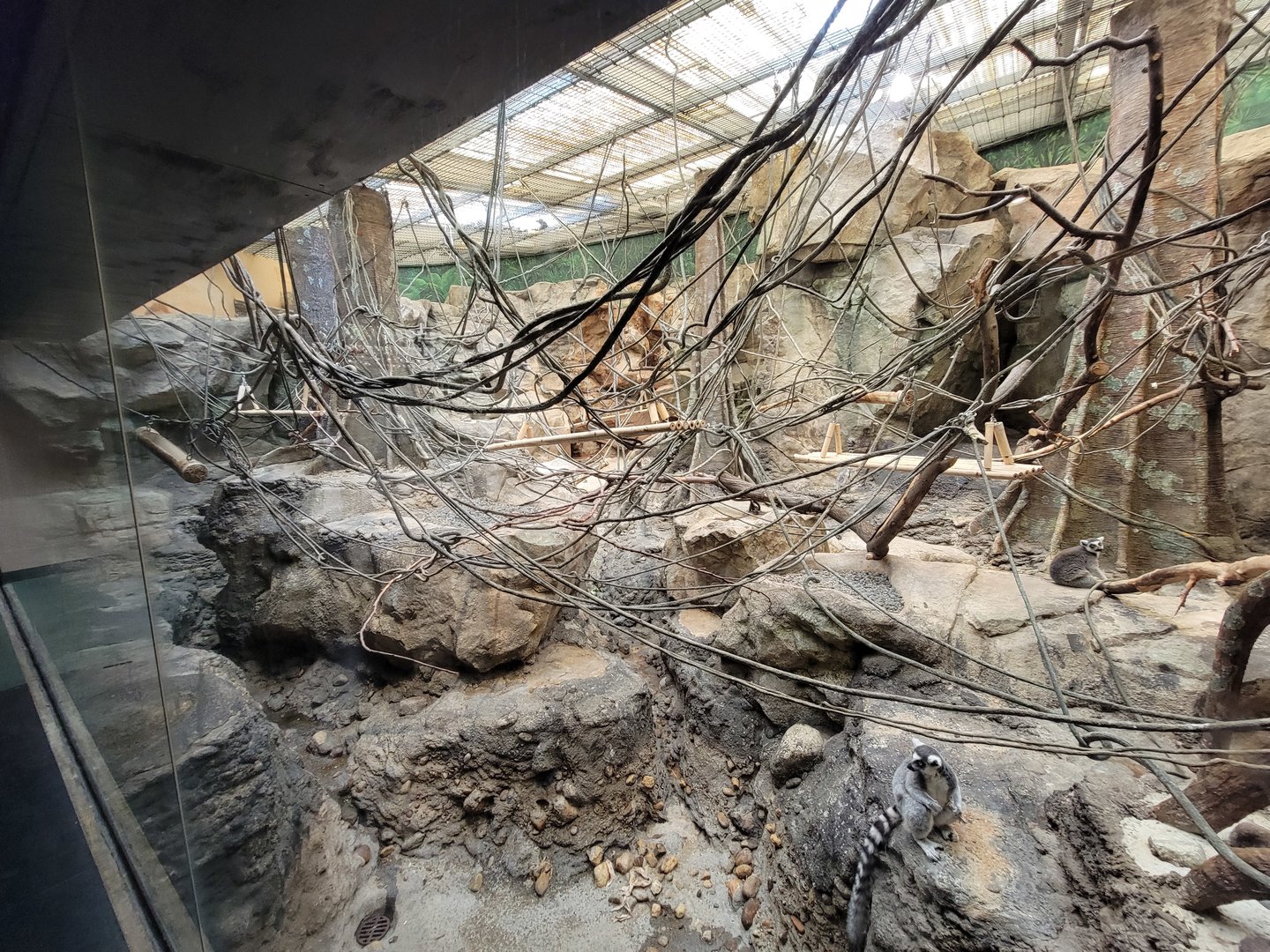 Franklin Park 7/22 - Tropical Forest, ring-tailed lemurs