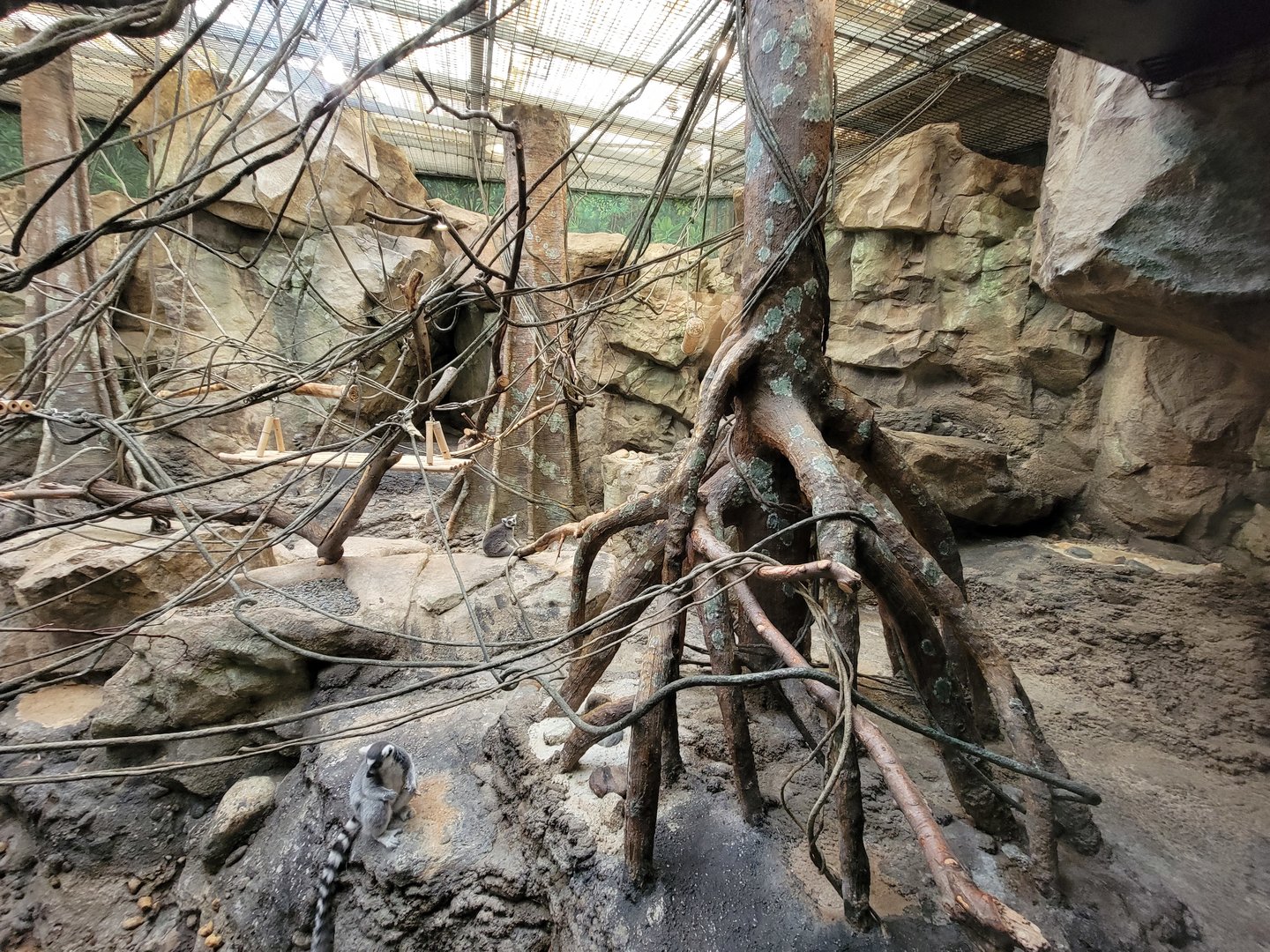 Franklin Park 7/22 - Tropical Forest, ring-tailed lemurs