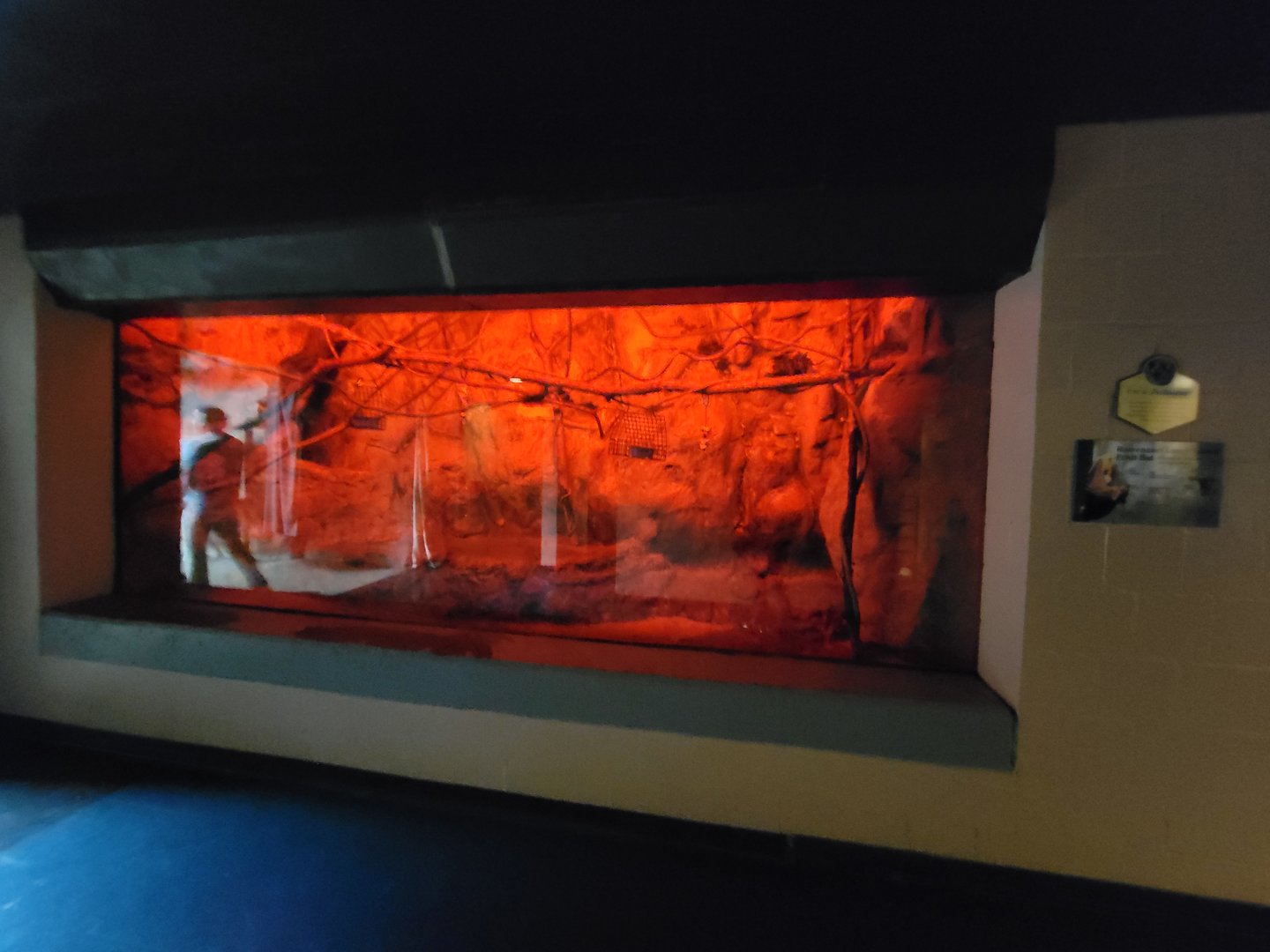 Franklin Park 7/22 - Tropical Forest, Ruwenzori fruit bats