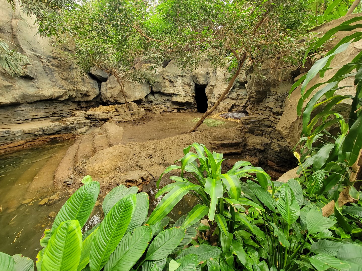 Franklin Park 7/22 - Tropical Forest, second pygmy hippo exhibit