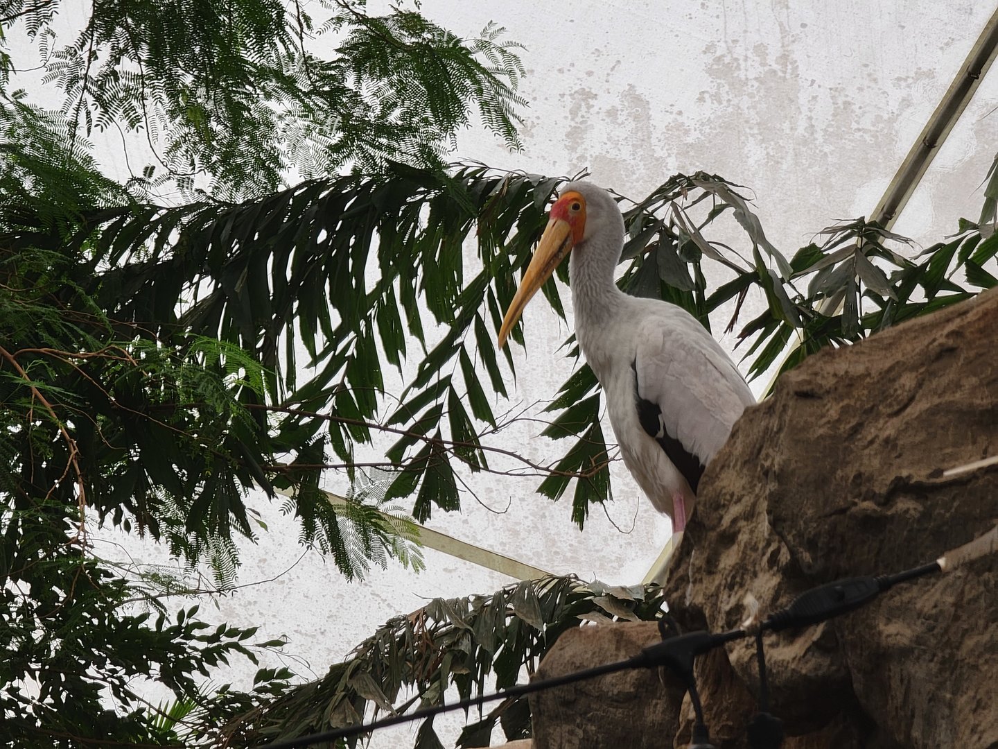 Franklin Park 7/22 - Tropical Forest, yellow-billed stork