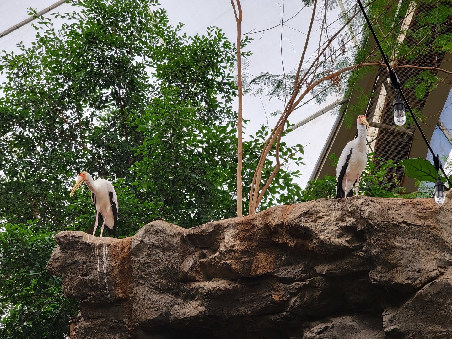 Franklin Park 7/22 - Tropical Forest, yellow-billed storks