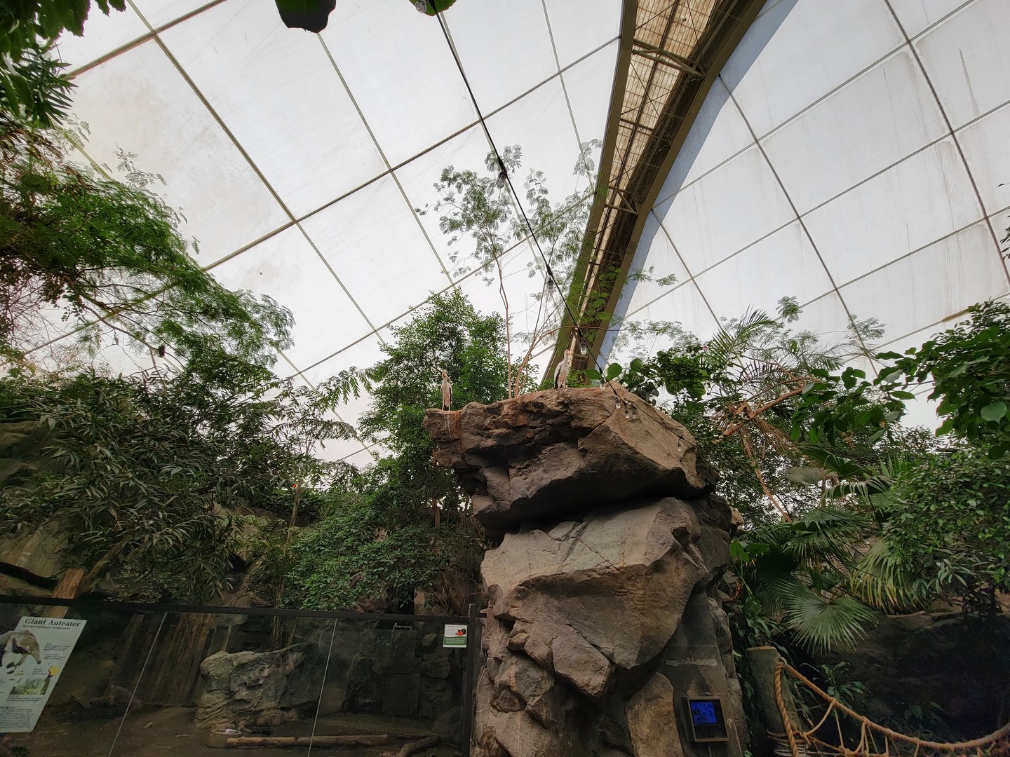 Franklin Park 7/22 - Tropical Forest, yellow-billed storks