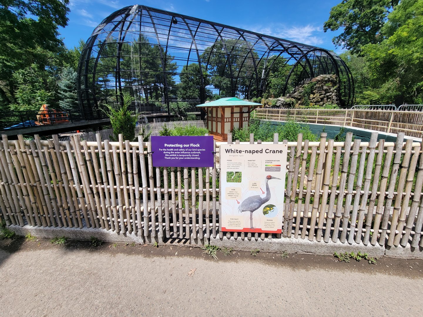 Franklin Park 7/22 - White-naped crane off exhibit, Raptor Ridge behind.