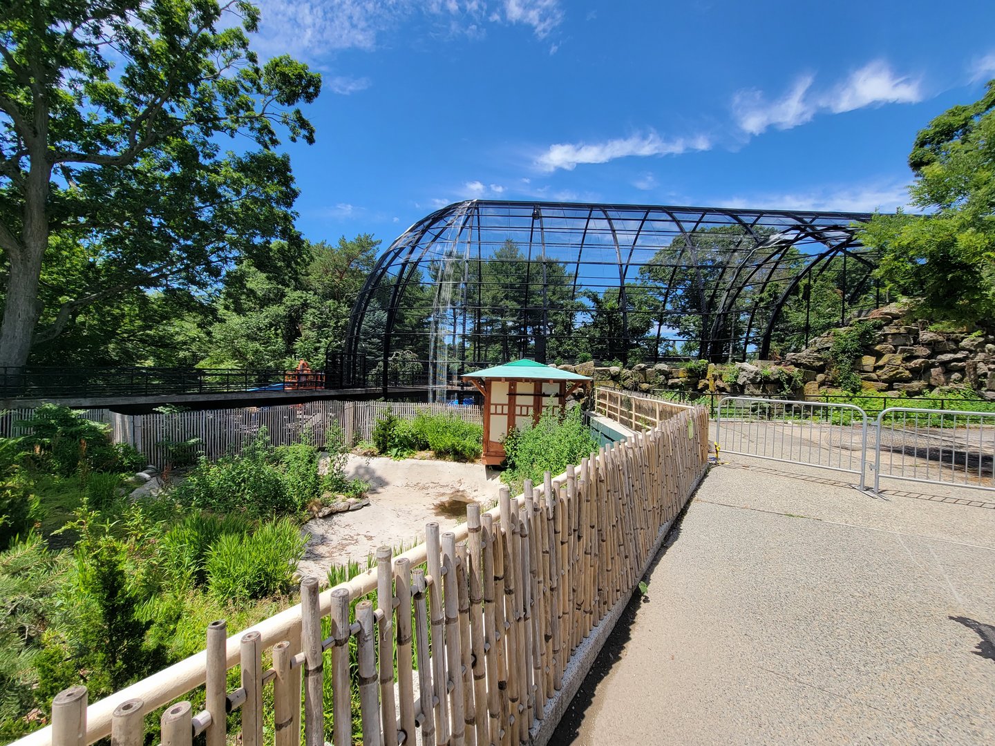 Franklin Park 7/22 - White-naped crane off exhibit, Raptor Ridge