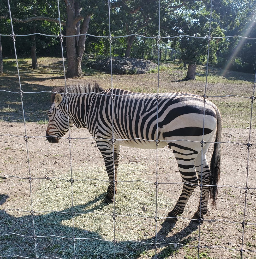 Franklin Park Zoo (2022) - Hartmann's Mountain Zebra