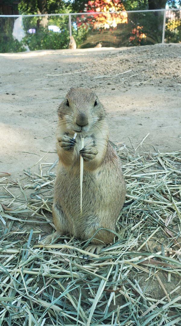 Franklin Park Zoo (2022) - Prairie Dog
