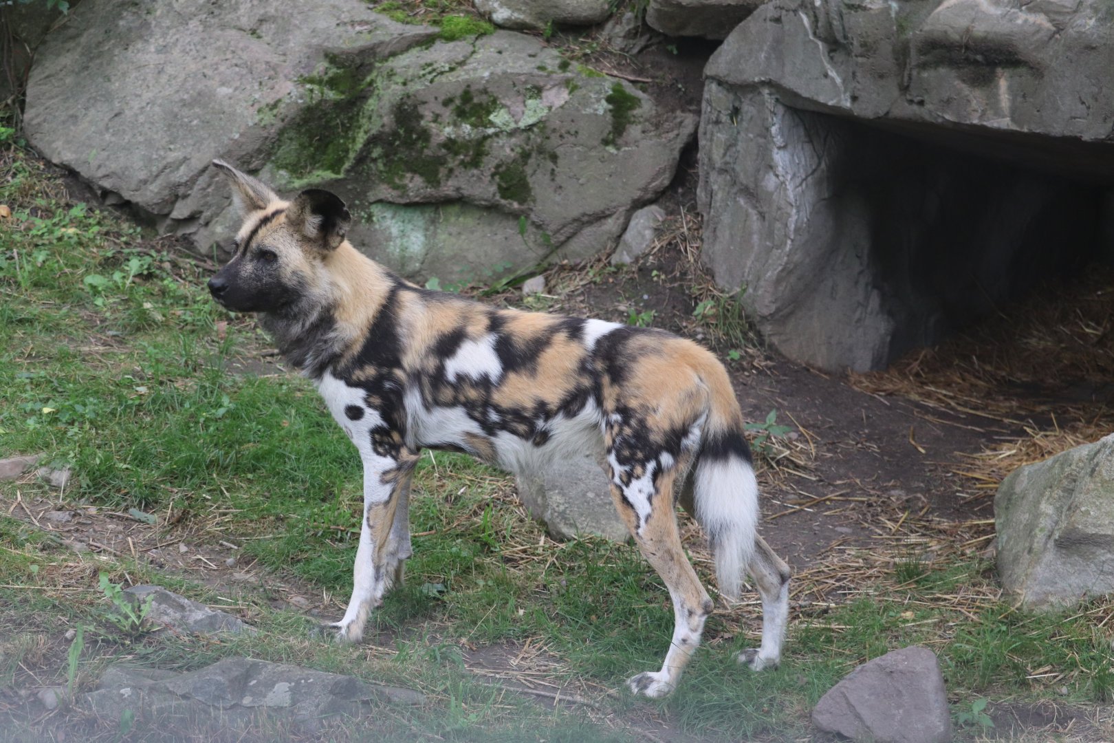 Franklin Park Zoo - African Painted Dog