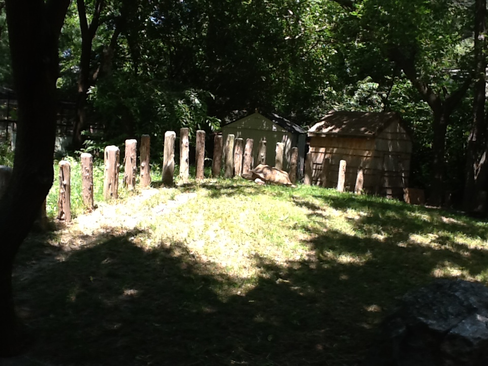 Franklin Park Zoo - African Spurred Tortoise