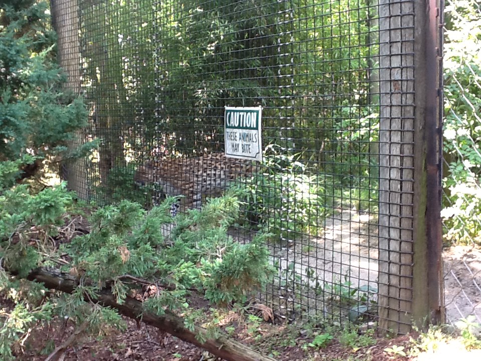 Franklin Park Zoo - Amur Leopard