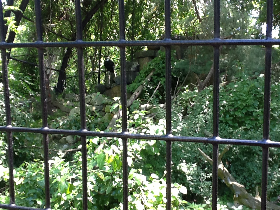 Franklin Park Zoo - Andean Condor