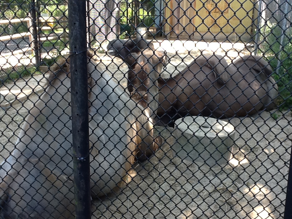 Franklin Park Zoo - Bactrian Camels