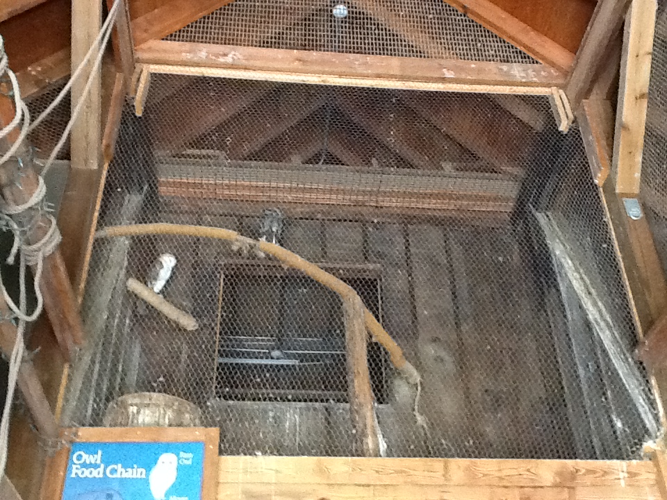 Franklin Park Zoo - Barn Owls
