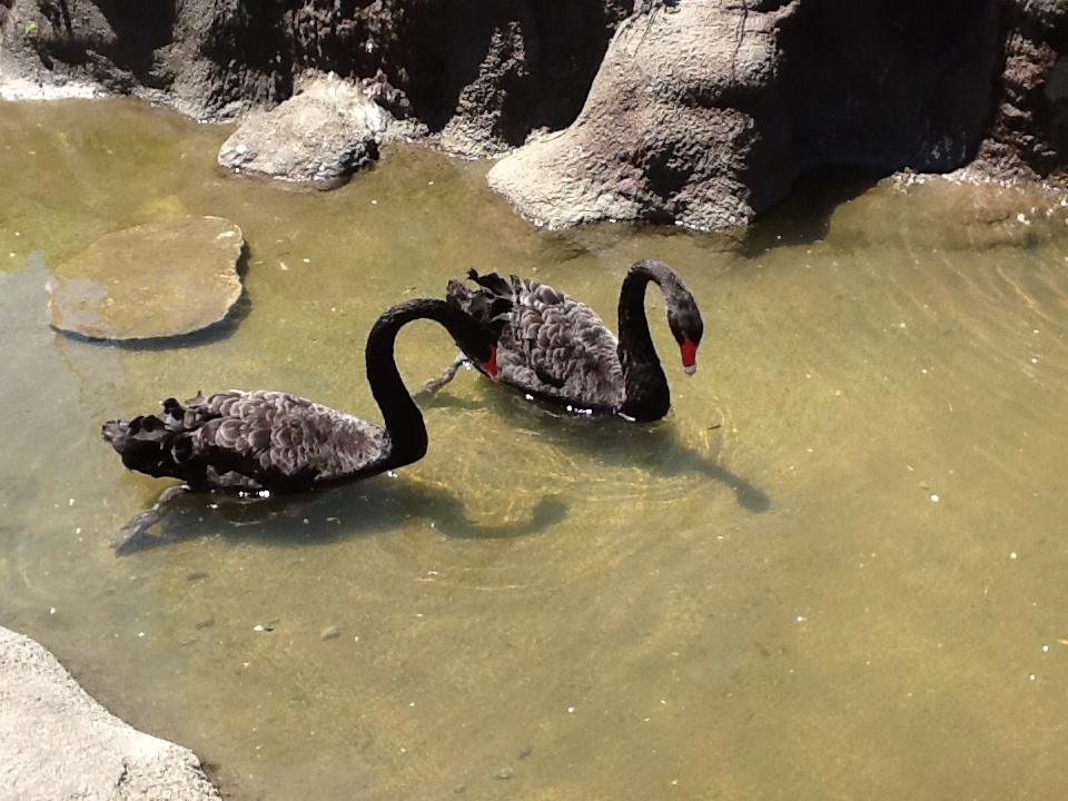 Franklin Park Zoo - Black Swans