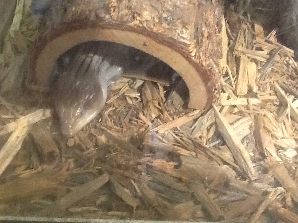 Franklin Park Zoo - Blue-Tongued Skink