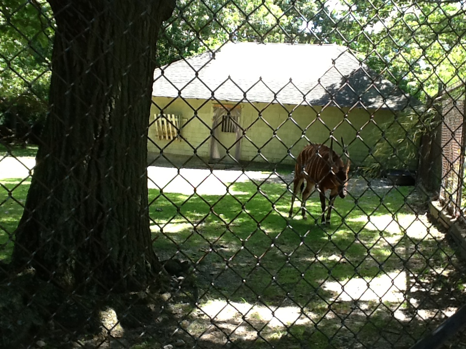Franklin Park Zoo - Bongo