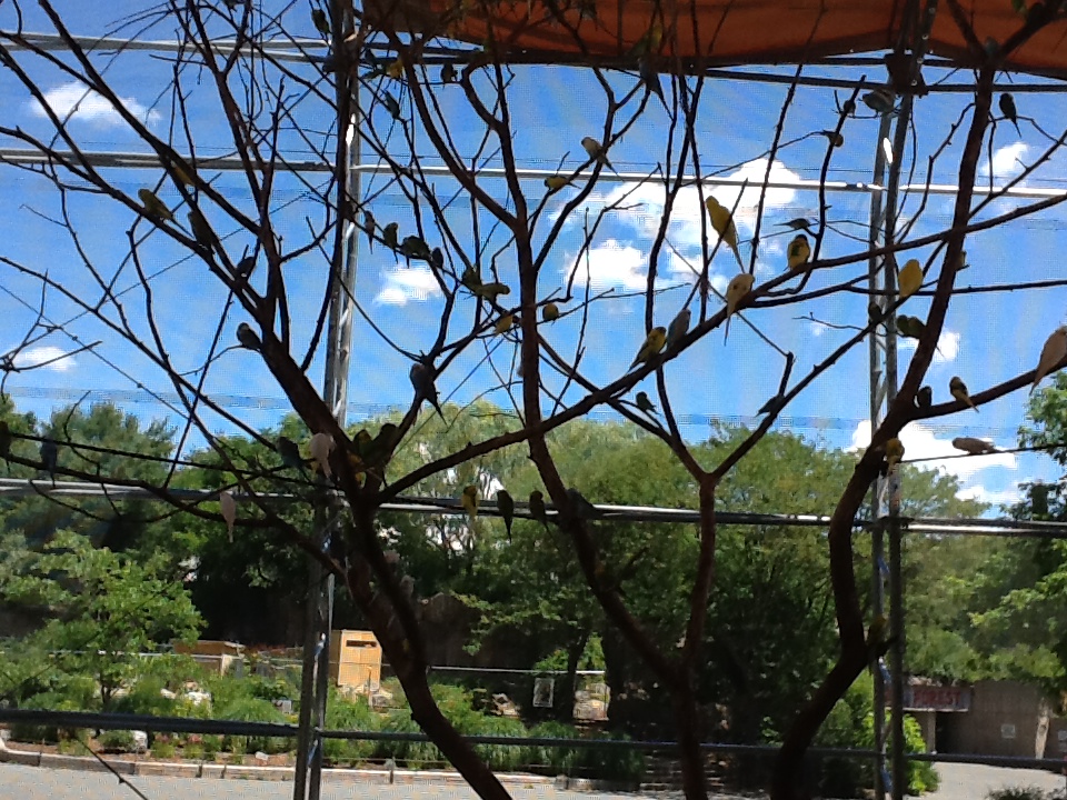 Franklin Park Zoo - Budgerigars