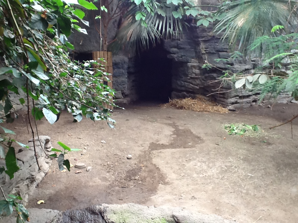 Franklin Park Zoo - Capybara