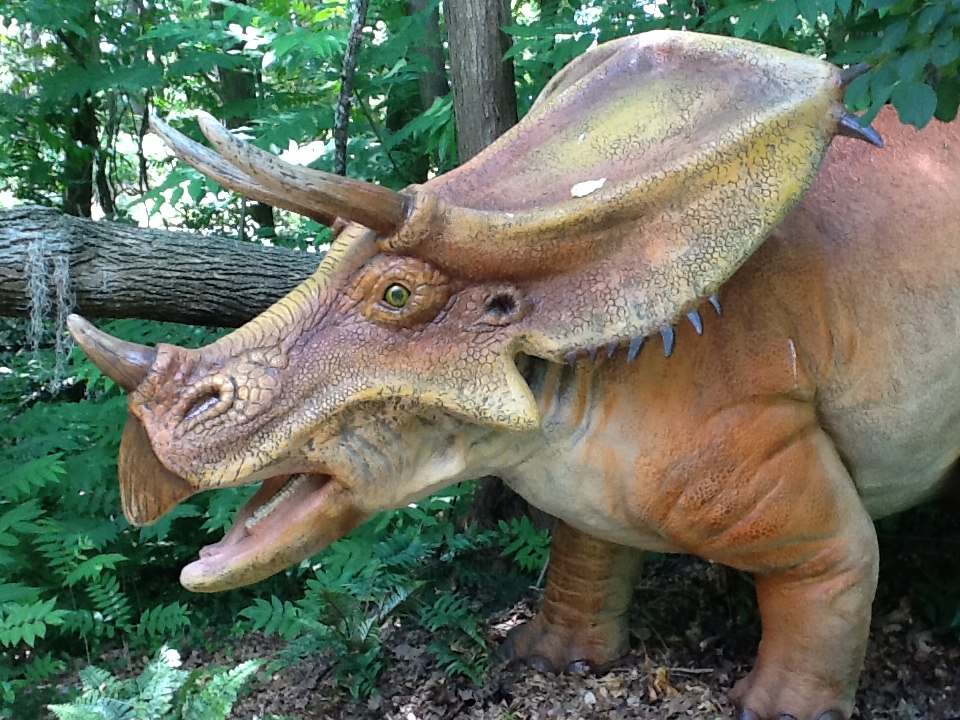 Franklin Park Zoo - Chasmosaurus