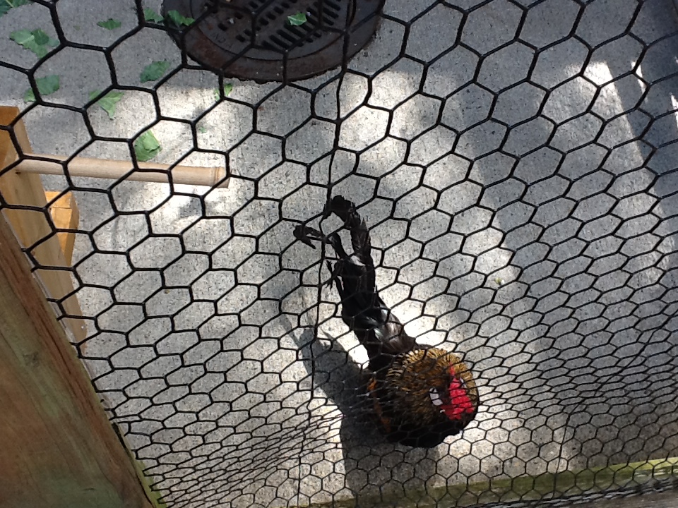 Franklin Park Zoo - Chicken