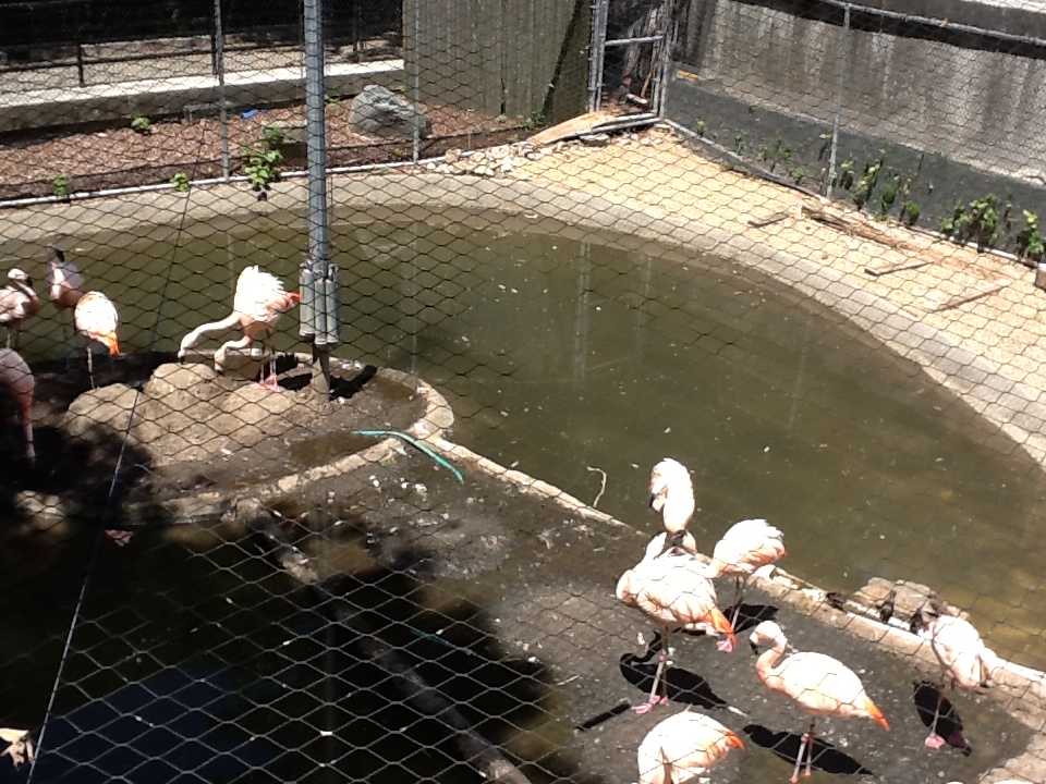 Franklin Park Zoo - Chilean Flamingoes