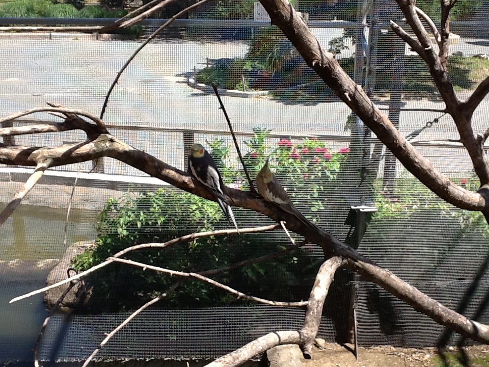 Franklin Park Zoo - Cockatiels