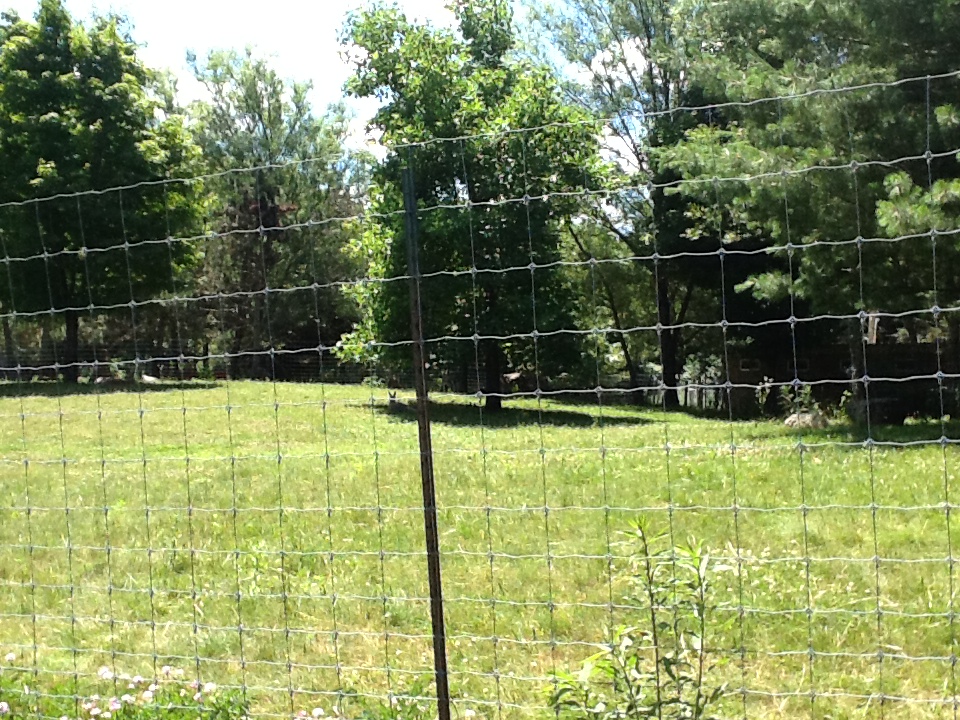 Franklin Park Zoo - Emus and Red Kangaroos