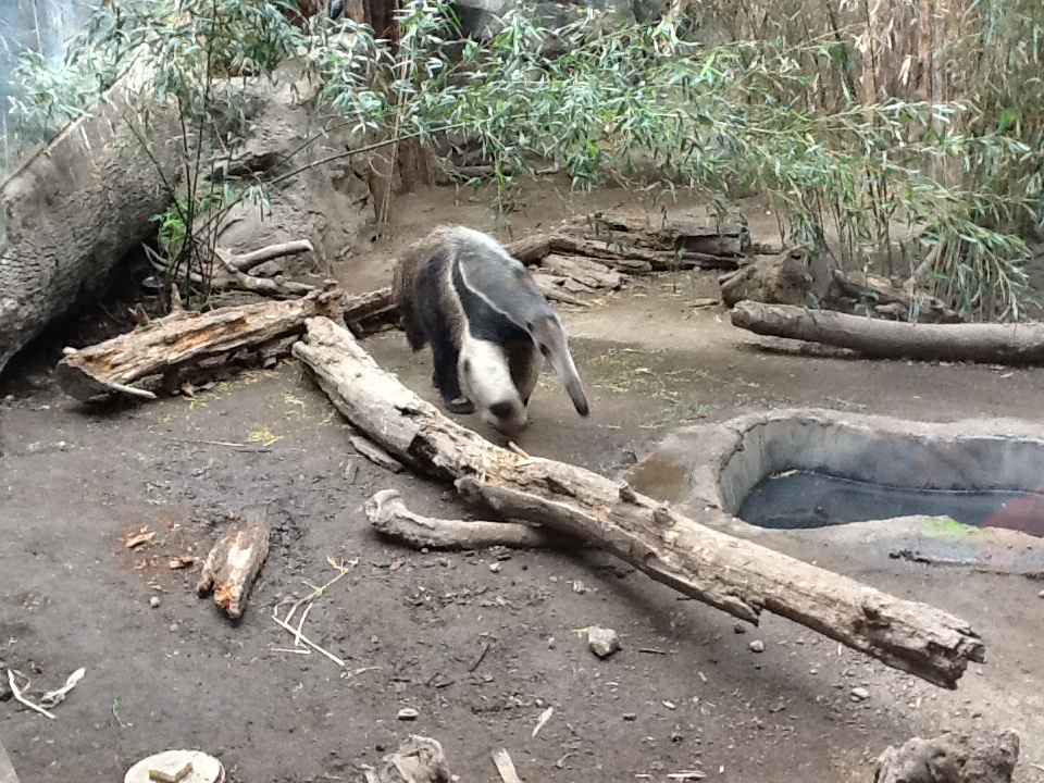 Franklin Park Zoo - Giant Anteater