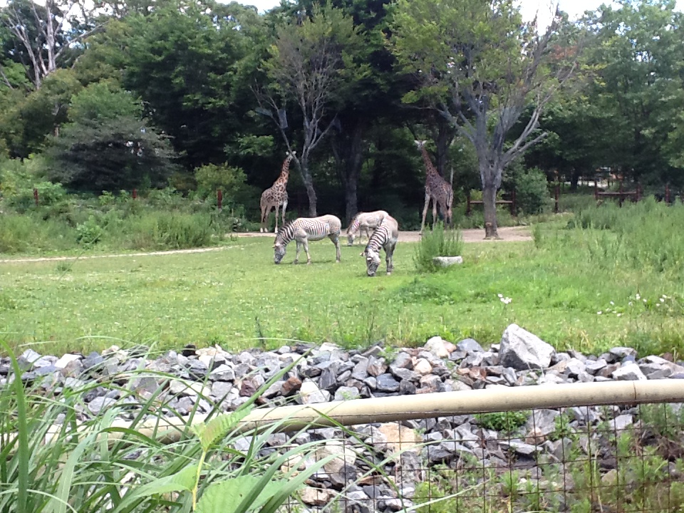 Franklin Park Zoo - Giraffes and Grevy's Zebras