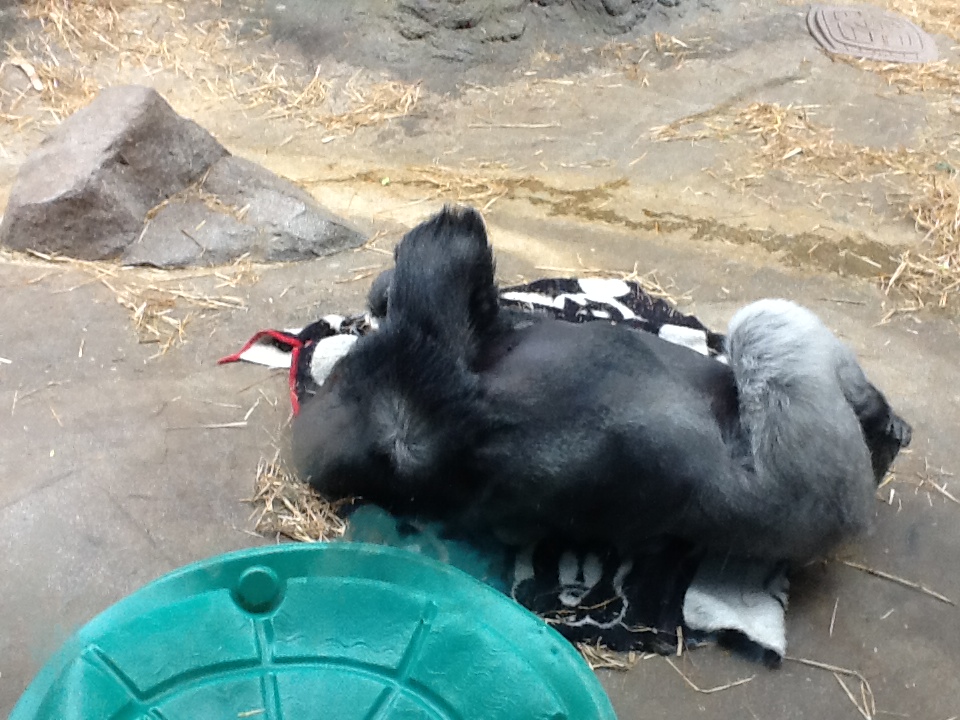 Franklin Park Zoo - Gorilla