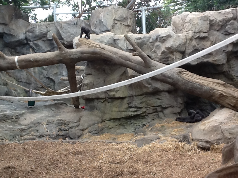 Franklin Park Zoo - Gorillas