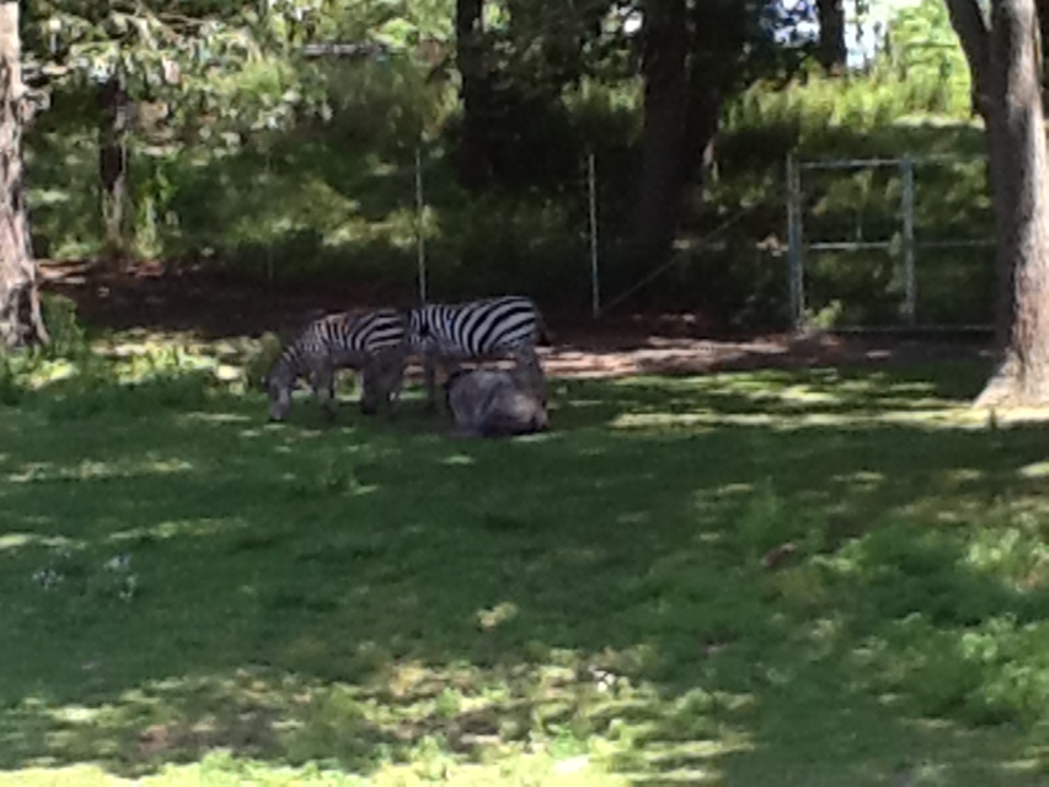 Franklin Park Zoo - Grant's Zebras