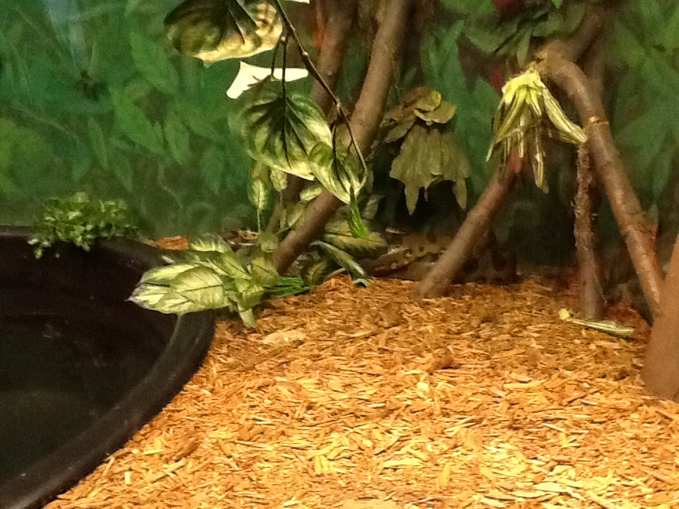 Franklin Park Zoo - Green Anaconda