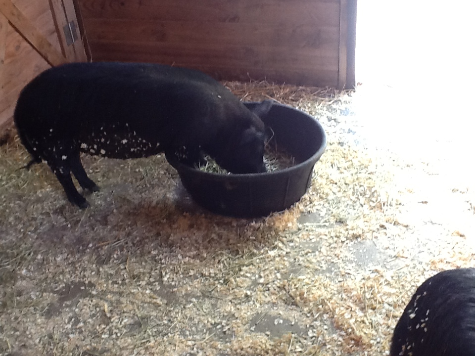 Franklin Park Zoo - Guinea Hogs