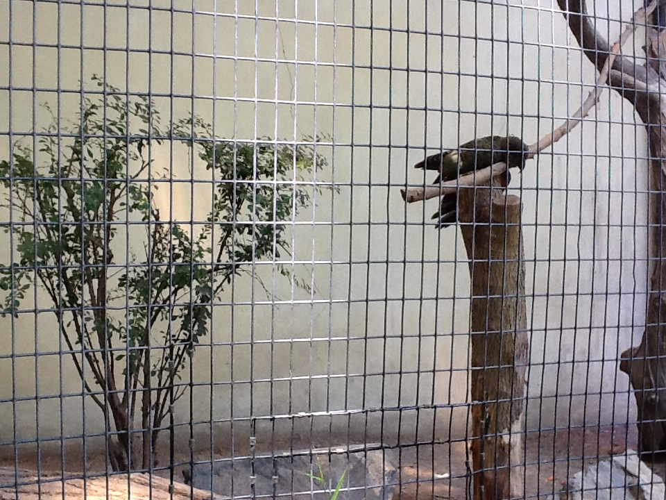 Franklin Park Zoo - Kea
