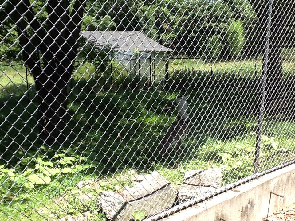 Franklin Park Zoo - Kori Bustard