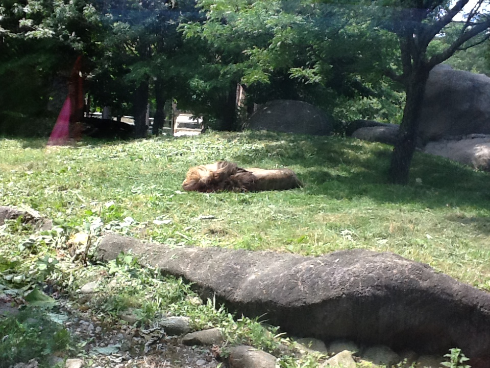 Franklin Park Zoo - Lion