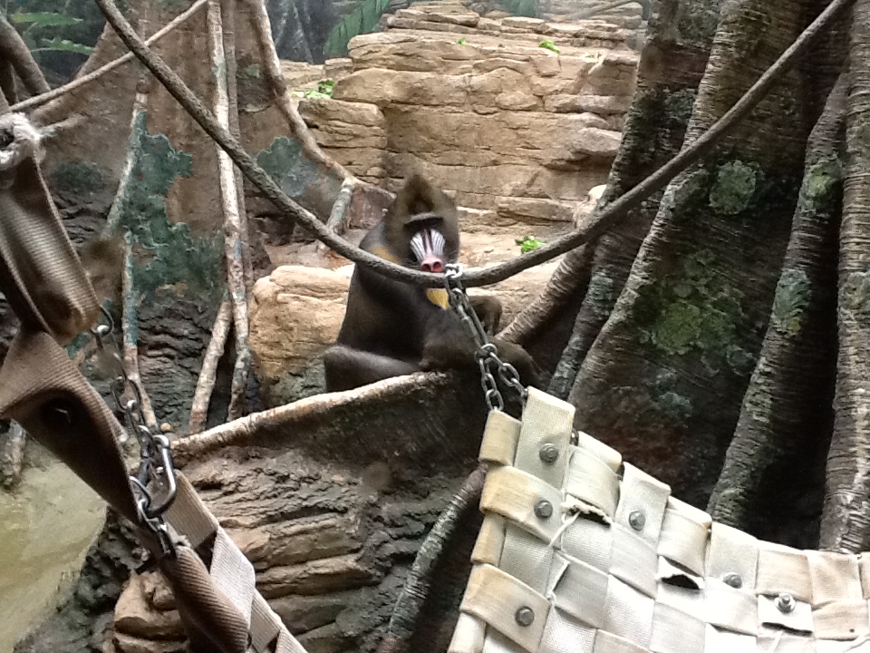 Franklin Park Zoo - Mandrill