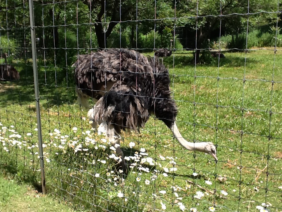 Franklin Park Zoo - Ostrich