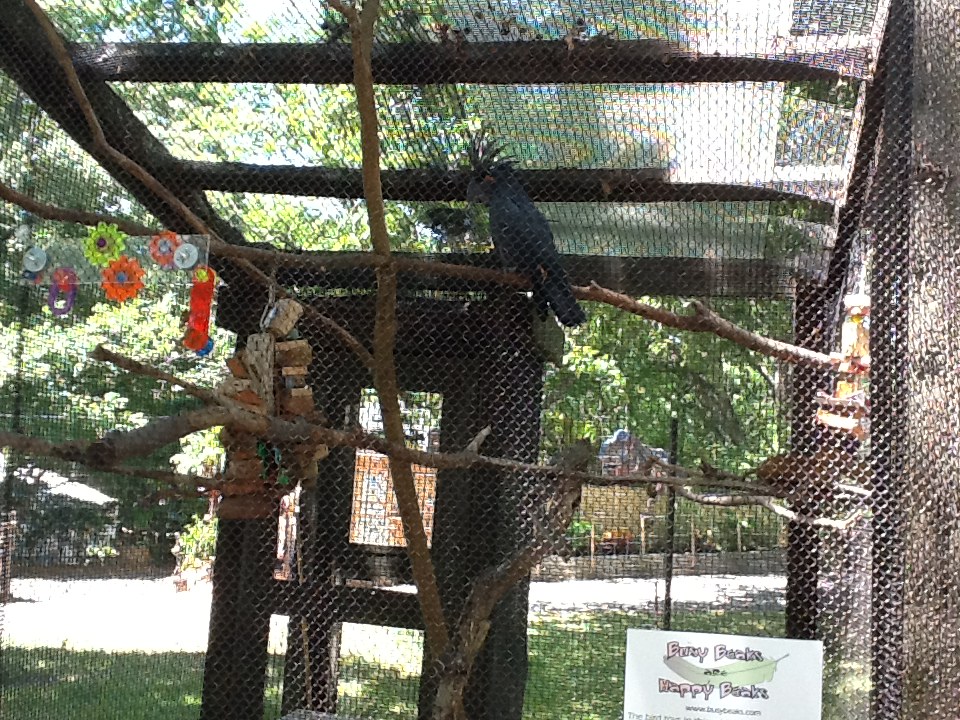 Franklin Park Zoo - Palm Cockatoo