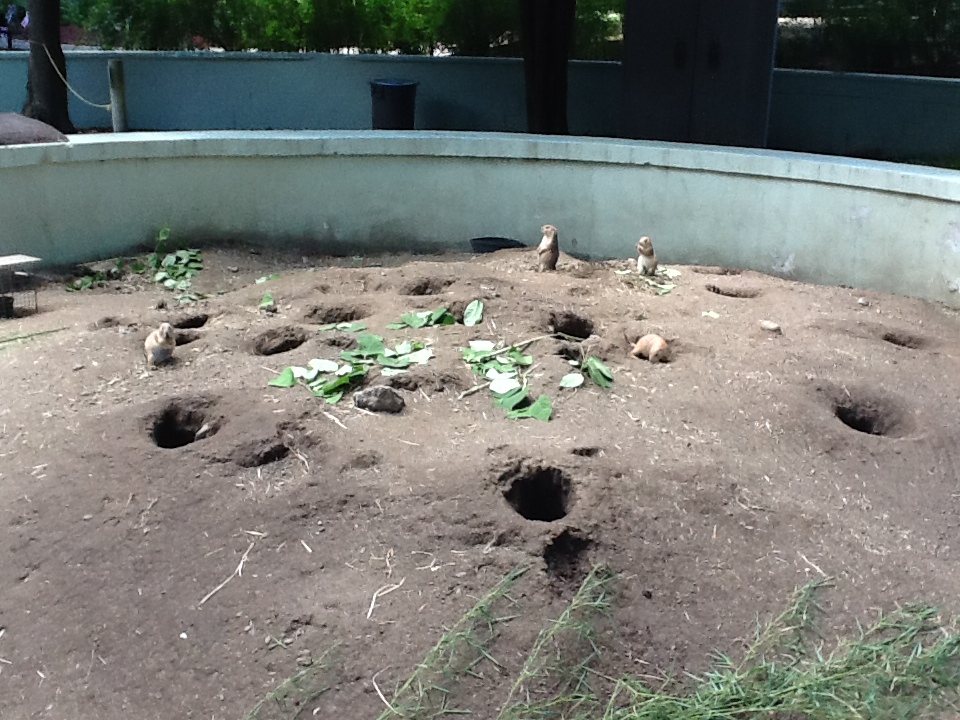 Franklin Park Zoo - Prairie Dogs