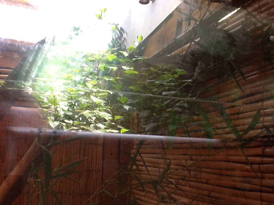 Franklin Park Zoo - Prehensile-Tailed Skink